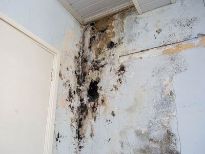 About Phoenix Mold Remediation Pros - mold remediation experts in Phoenix